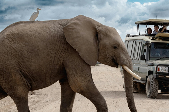 Go Wild in Luxury