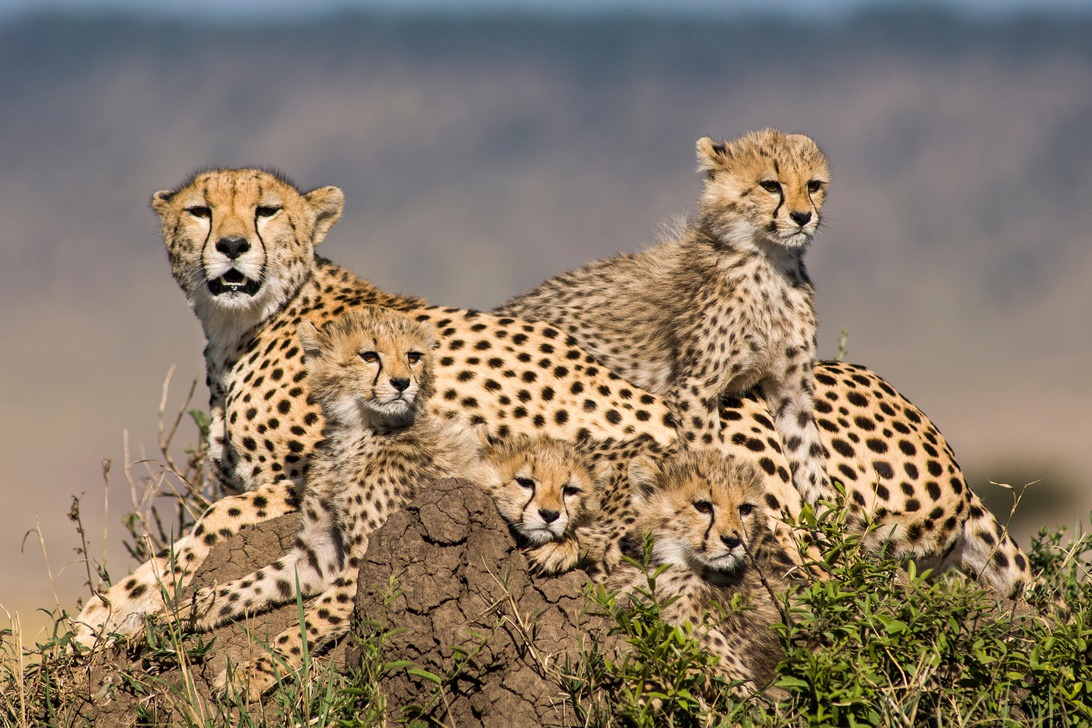 Experience Kenya Like Never Before with the Best Kenya Safari Travel Agent in Colorado