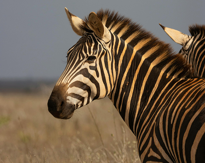 Your Kenya vacation will be more than just a trip—it will be the story of a lifetime, crafted by the top Aurora Kenya Safari Travel Agent, Travel N' Relax. From private park charters to personalized butler service, we handle every detail with luxury in mind.